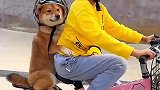 小主人骑车带狗狗遛弯，小狗戴着头盔