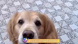 金毛米拉的孩子两岁生日，全家狗狗跟着沾光，都有大蛋糕吃