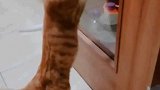 猫：主人你快来看，有只猫跑柜子里去了！