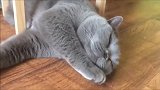 大胖猫躺在椅子下睡觉，动个不停，真担心它被卡住