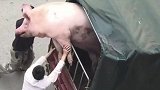 高速公路上演一出人猪情未了，看着满是求生欲的猪，我眼眶湿润了！