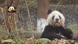 熊猫蜀兰开心吃笋，一脸得意，要不要这么可爱啊？