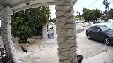 猫咪正在看家，不料一只野狼冲了过来，将猫咪锁喉狂甩！