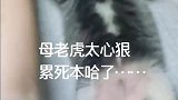 母老虎太心狠！累死本哈了！
