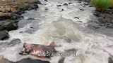 狐狸在水边看到一条巨型鲶鱼，顿时动了歪心思，镜头拍下全过程