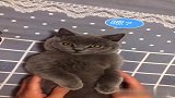 当一只公猫发现自己下了个蛋的反应！
