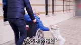 现实版忠犬八公!土耳其狗狗连续多天守在在医院等候生病的主人