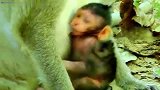 小猴子吃的真带劲