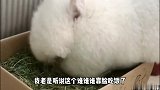 这才是猪队友啊，一个人带偏了一个队