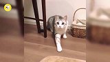猫咪都是“深井冰”,请参照视频你家的猫咪神经病多少级