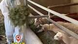 村民全家集中隔离，大白帮忙喂羊