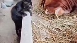 小时候的猫咪被奶牛欺负