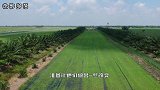 曾被央视表扬的小山村，稻谷种出各种图画，惊艳每一位游客