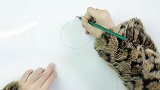 今天是小猫凯迪的生日，我们来给她画一幅画像吧。