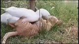 猫咪为什么打不过鸭子鸭子：因为你没有我可爱鸭