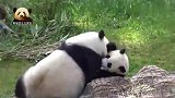 熊孩子梦圆放肆胡闹调皮得不像话，熊猫梦梦：家有熊孩子我太难了