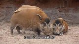红河猪这繁殖力，在非洲早已泛滥成灾，是时候把它引进中国了