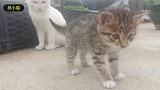 她捡了一只小流浪猫，却被喷子说是作秀，她这样回复喷子