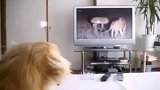 电视播放狮子捕食，狗狗看到后直接退出
