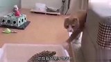 喵星人看到刺猬，上去打招呼，结果太逗了