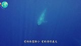 看到蓝鲸生孩子的场面，真是容易，镜头记录全过程