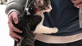 猫：铲屎的你去那里，要带上我！