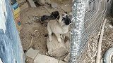 与世隔绝的小奶狗，这么凶，这种环境中长大肯定是猛犬