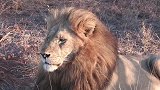 传奇狮王：索贝里，被盗猎前的影像