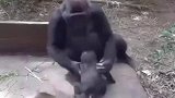 黑猩猩拿娃跟饲养员换吃的