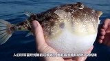 小伙趁河豚鼓起时，插一根烟进去，结果可把它害惨了！