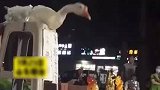 摊主狂喜：我们家大鹅不仅会躲圈还会摘圈