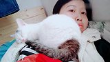 皮毛一体式围脖，小赖皮猫太粘人怎么办睡觉都要一起