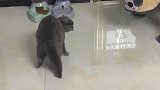 猫：这是个什么丑八怪，吓死本宝宝了！