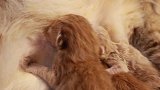 猫妈妈生了4只可爱的小猫咪，围着它吃奶，猫妈妈一脸的生无可恋