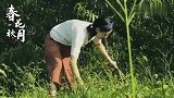 定远：带你到田中摘香瓜去咯！春有百花秋有月，夏有凉风冬有雪！