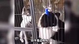 原来土拨鼠也怕猫啊 要不是个大估计就没了