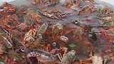 又到小龙虾的季节！南京一高校食堂推出榴莲小龙虾引围观