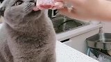 猫：我知道猪肉贵，我就吃一点点！