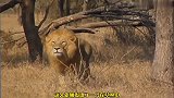 两雄狮报团无耻偷袭受伤猎豹，猎豹毫无招架之力，惨遭猎杀！