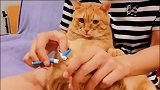 猫咪是不是都不愿意剪指甲啊！