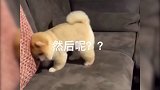 多可爱的小狗，却被硬生生训成了驴子，竟然还傻傻不分左右！