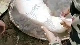 这头猪前世一定有故事