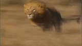 什么仇什么怨？狮王兄弟追逐锁喉猎豹，吓坏猎豹的2个兄弟