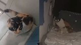 女生时隔4个月返校发现床被猫用来坐月子：猫妈妈生下双胞胎
