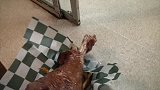【老美一分钟】“弯”薯条和路飞式美国巨型火鸡腿
