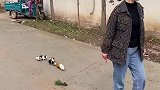 百公里油耗一把草萌宠出道练习生
