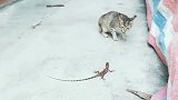 猫：这啥东西，出手速度比我还快！