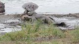 大胆鳄鱼闯进河马群，结果惨遭一群河马攻击，镜头记录全过程