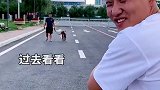 第3集|比特犬篇|路遇“猛男”狗，拍它！摄影 宠物 比特犬