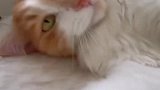 我家猫咪的迷惑行为